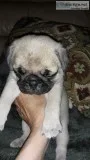 Adorable purebred pug puppies for sale in Belleview