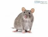 Pest control Pacific Pines