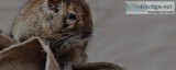 Quality Pest Control  Qpms.com.au