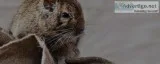 Quality Pest Control  Qpms.com.au