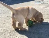 AKC Lab Puppies