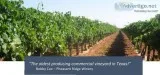 Historic Texas Vineyard For Sale
