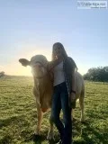 Charolais Cross for sale