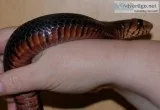Eastern Indigo Snake