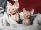 Pet