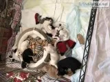 F1Malchi Puppies