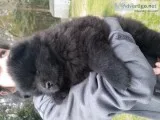 Full blooded Chow puppies