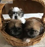 AKC Shih Tzu
