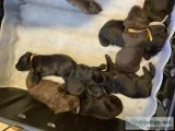 Labradoodle puppies ready for Easter black and chocolate