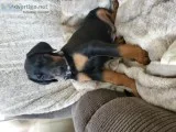 AKC blackrust doberman pups