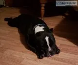 Bully Pitt For Sale