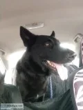 Akc black German Shepherds