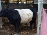 Belted Galloway Bull