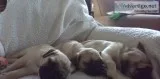 Pug Pups looking for they re forever family s