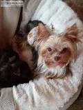 Vic Yorkie girl puppies