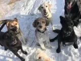 One of the best Professional Dog Walker Service in Confederation