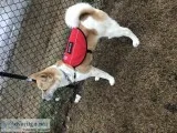 Akita for sale