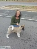 Akita puppies for sale CHAMPIONSHIP BREED