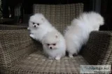 Adorable Pomeranian Puppies Available.