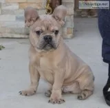 TOP QUALITY AKC EUROPEAN FRENCHIES