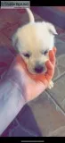 Siberian huskygs puppies