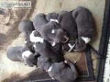 XL Blue Pitbull Puppies