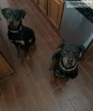 2 Rottweiler bears