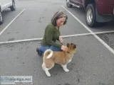 CHAMPIONSHIP BREED AKITA PUPPIES FOR SALE