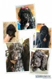 Labradoodles-multige nerational