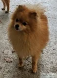 Pomeranian