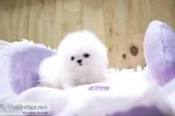 Pomeranian puppies
