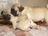 Pug Puppies