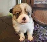 Corgi pups for sale