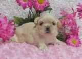 Shih Tzu puppy