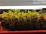 Thai Chili Pepper Transplants