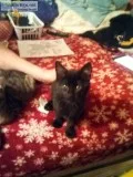 FREE KITTENS TO GOOD HOME