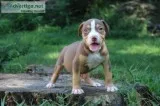 Bullies for sale