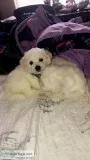 Bichon Frise