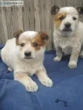 Queensland Heelers 719 496 0647
