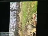 Fire wood