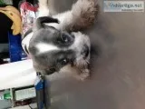Schnauzer puppies full bloodef