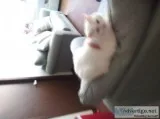 free cat