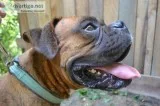 Boxer for stud NOT FOR SALE