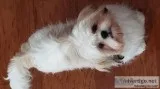 8 month old Shih tzu