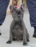 SUPERIOR QUALITY AKC EUROPEAN IMPORT FRENCH BULLDOG PUPPIES