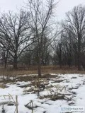 Free Black Walnut tree