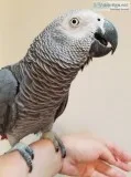 African congo grey bird for sale