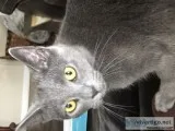 Free female kitty to a good home