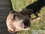 Full blooded pit bull