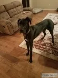 Male Great Dane